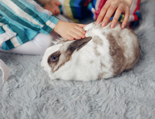 BAMBINI E ANIMALI DOMESTICI: IL RUOLO DEI GENITORI