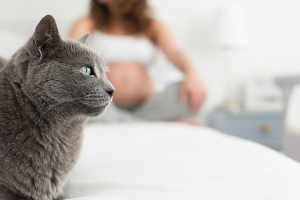 pancione e gatto. come salvaguardare la relazione con il gatto in gravidanza. 