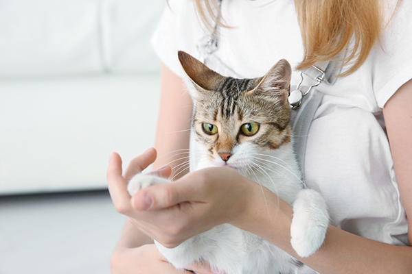 donna incinta con gatto. gravidanza e gatto. rischi e soluzioni