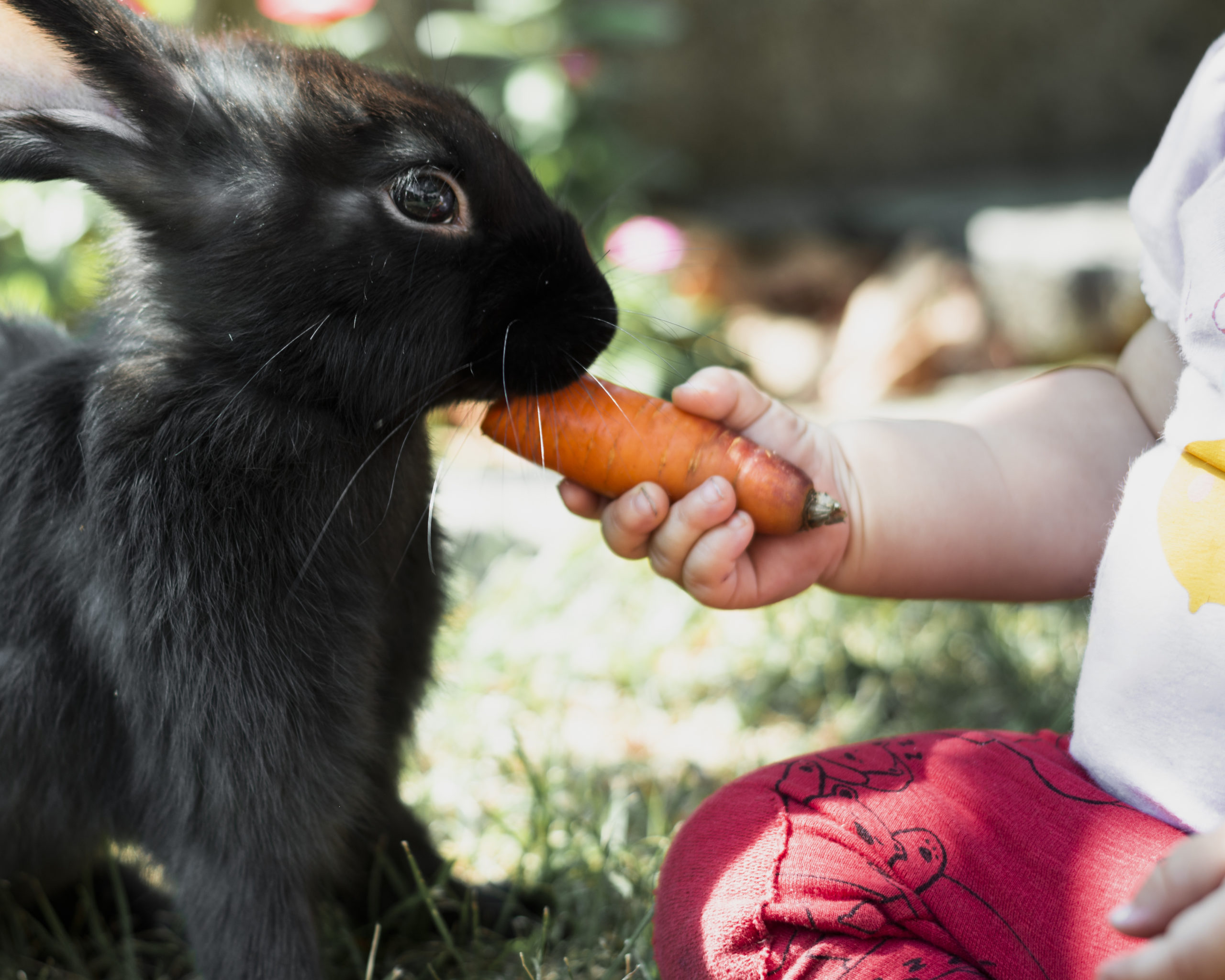 bambino e coniglio